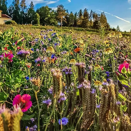 Punatulkku By Interhome *